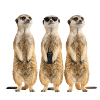 Funny Erdmänchen Security Team