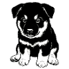 Eurasier | Chiot noir | Chiot