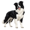Black and White Border Collie