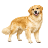 Golden Retriever lächelt