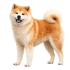 Akita Inu ore