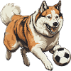 Akita Hund Fussball Team