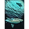 Türkis Unterwasser-Hai-Dynamik