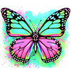 butterfly