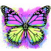 butterfly