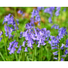 Bluebell - Violet Spring Bloom