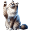 Ragdoll Katze Chatte Ragdoll