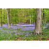 Woodland Bluebell Dawn
