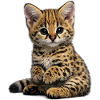 Chatons Serfal