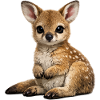 Cute Baby kangaroo joey