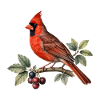Red cardinal on branch and berries