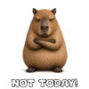 Grim marmot with crossed arms