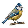 Mésange bleue sur branche