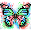butterfly
