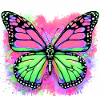 papillon