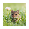 Feldmaus-Wildblumen-Gras-Wildblumen-Design