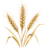 Wheat Ears Agriculture Farm Motif