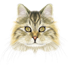 Norwegische Waldkatze 