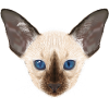 Siamese cat