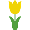 Tulip