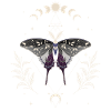 Asexual Luna Moth LGBT Pride Flag