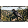 Black Crow Raven Nature Bird Wildlife