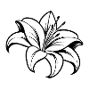 Lily Flower