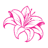 Lily flower