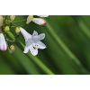 White Lily Flower Macro