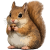 Eichhörnchen mit Eichel