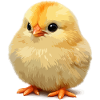 Small Sunny Chick