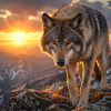 Wolf im Sonnenuntergangsberg