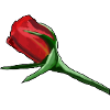 Red Rose on Black Painterly