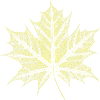 Maple Leaf / Botany - Natural