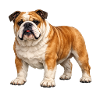 Bouledogue anglais