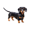 Black dachshund with red accents