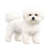 Realistic Bichon Frise Puppy