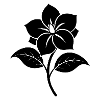 Jasminblüte