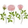 Fleur