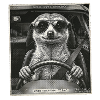 Meerkat Flashed