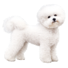 Realistic Bichon Frise