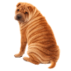 Sitzende Shar Pei