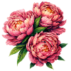 Peony Bloom