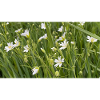 Wild Meadow White Flowers