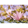 Pink Magnolia Bloom Mist