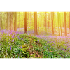 Sunlit Bluebell Forest Glow