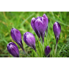 Purple Crocus Cluster in Spring Garden