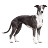 Whippet