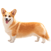 Corgi Pembroke