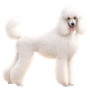 Poodle Large White